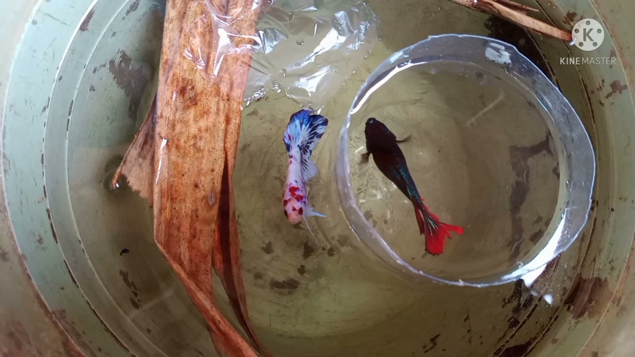 cara mengawinkan ikan cupang