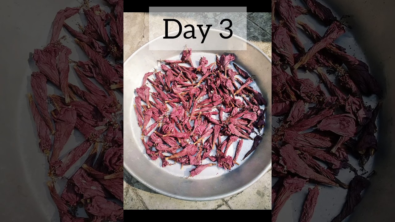 Easy to Make Hibiscus Powder at Home || #hibiscus #hibiscuspowder #hibiscushairpack