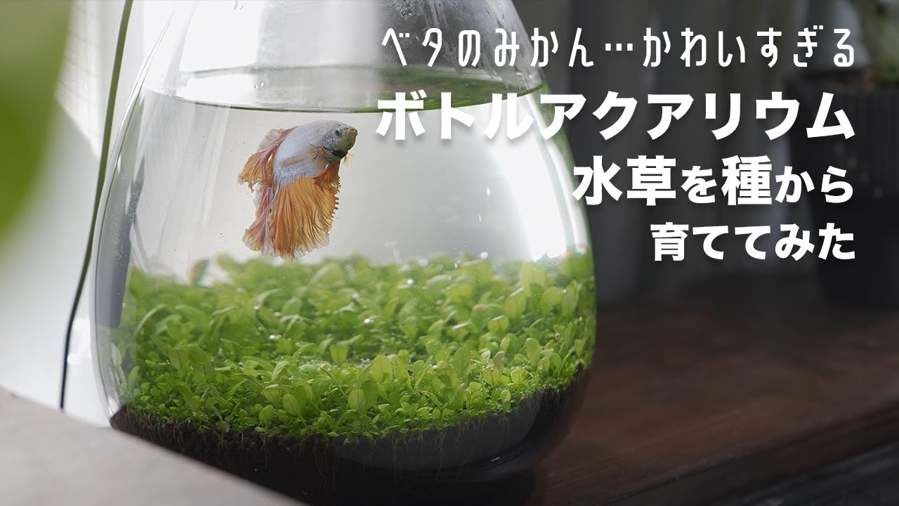 【ボトルアクアリウム】ベタのみかんくんは水草水槽を気に入ってくれるだろうか？