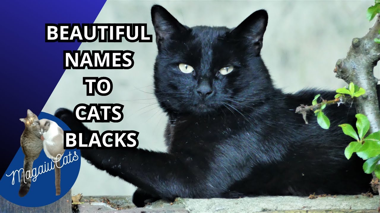 16 BEAUTIFUL NAMES OF MALE AND FEMALE BLACK KITTENS!