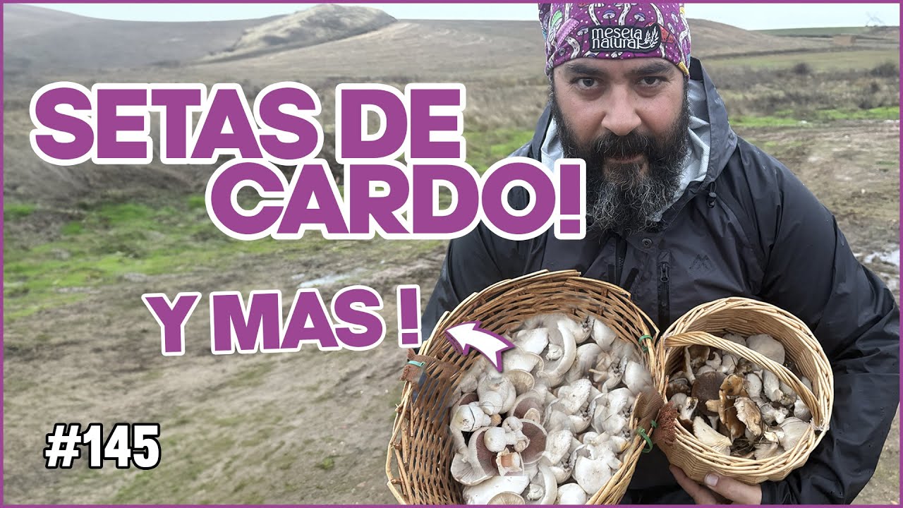 Buscando setas de cardo entre praderas y perdidos ¡Y encontramos mucho más! 🍄 Noviembre 2025
