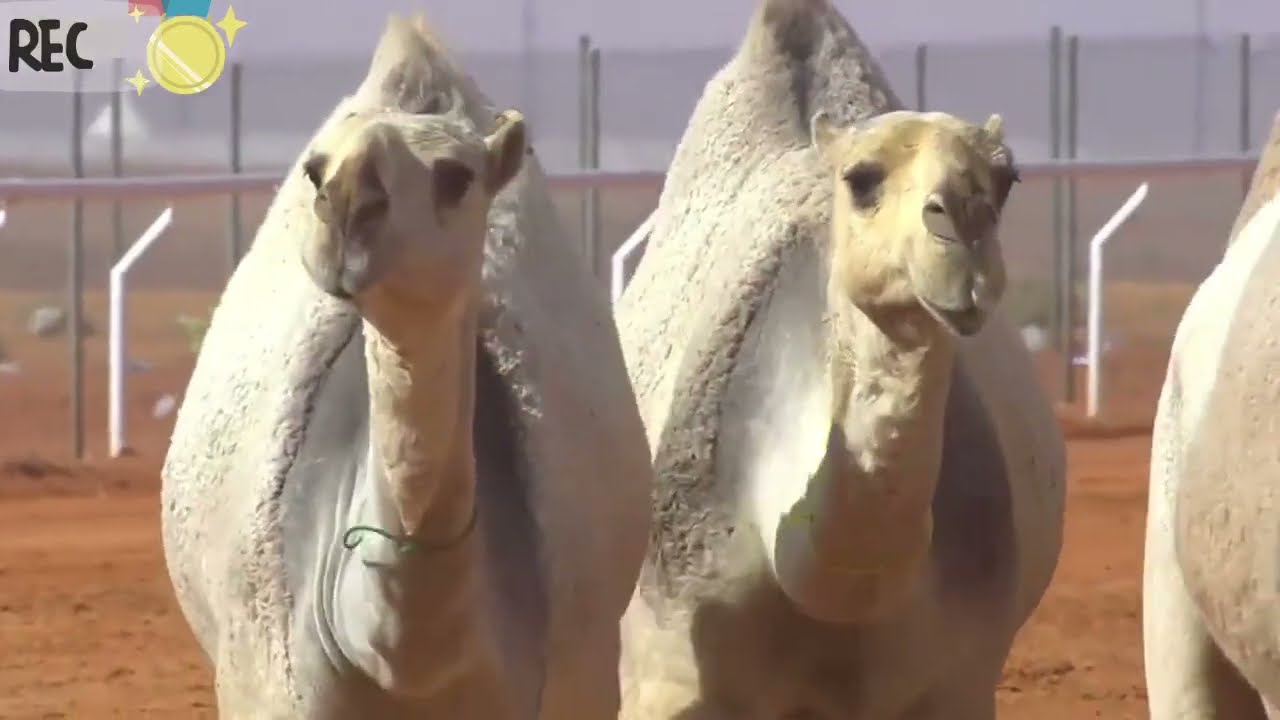 منقية #الحفي تحصد المركز الثالث فئة شلفا ولي العهد للون الشقح للمشارك جدعان بن شويه