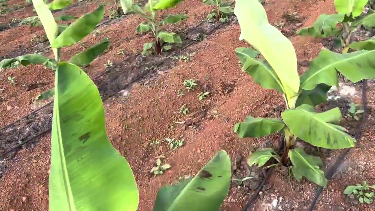 Pollen Agro Minerals Banan Plot
