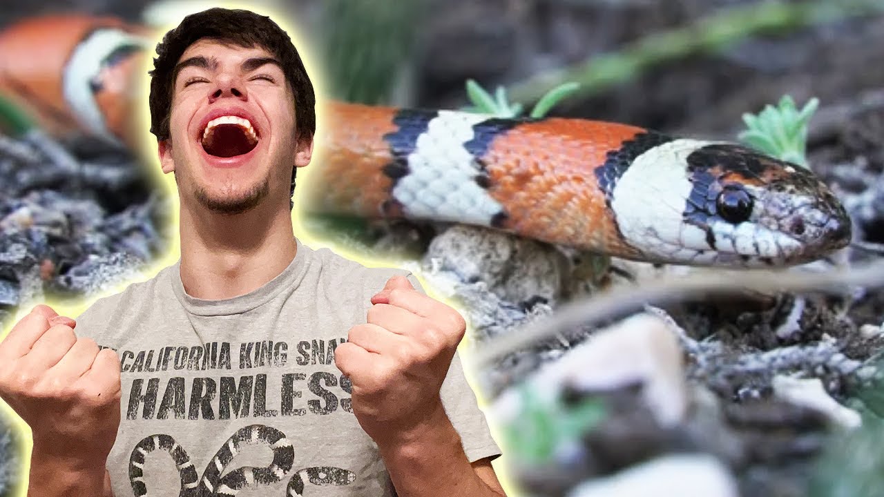 I found the HOLY GRAIL of Utah's reptiles...