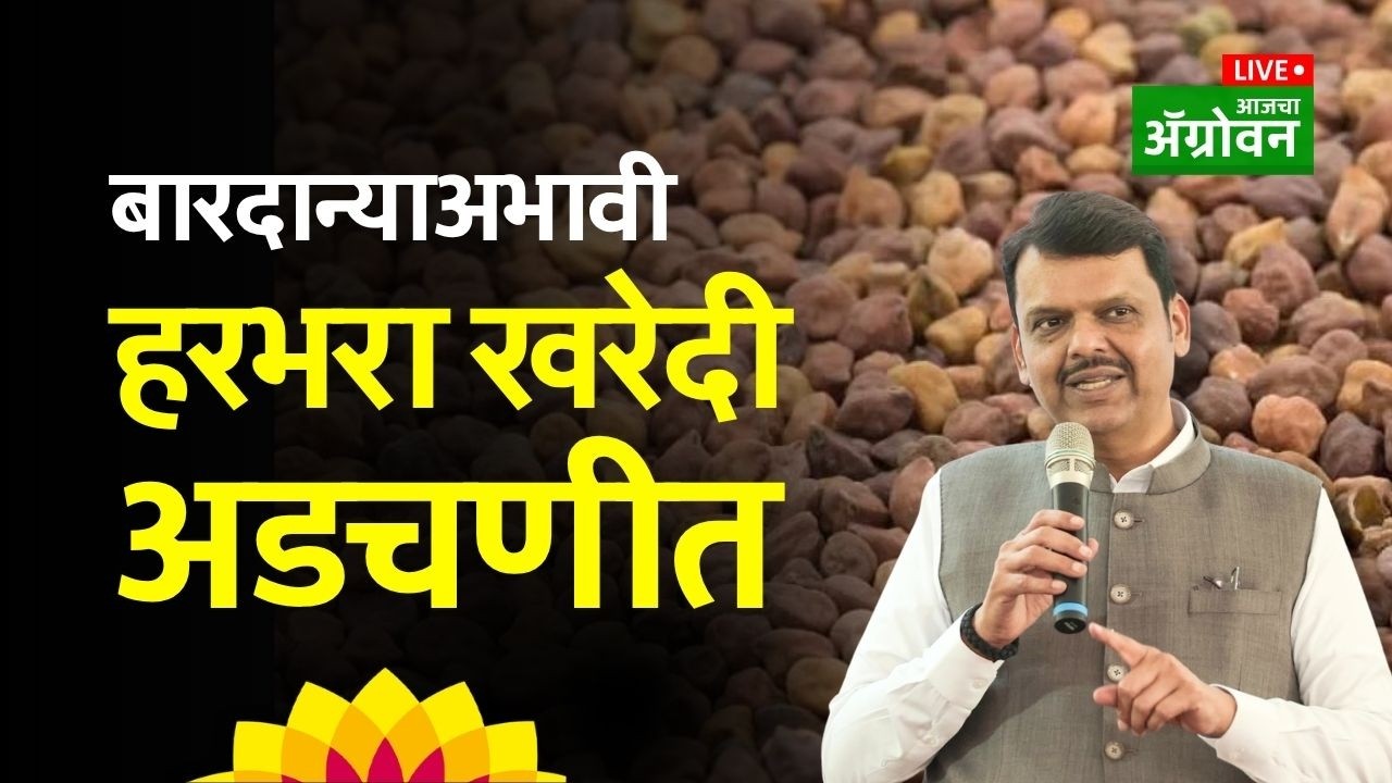 Agrowon News: आजच्या शेतीच्या बातम्या | 13-4-2026 - Chana Procurement Issue | Agrowon Live