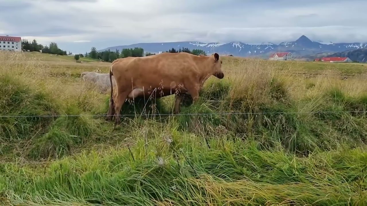 Iceland Cows Beljur short