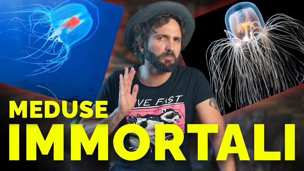 LA MEDUSA IMMORTALE