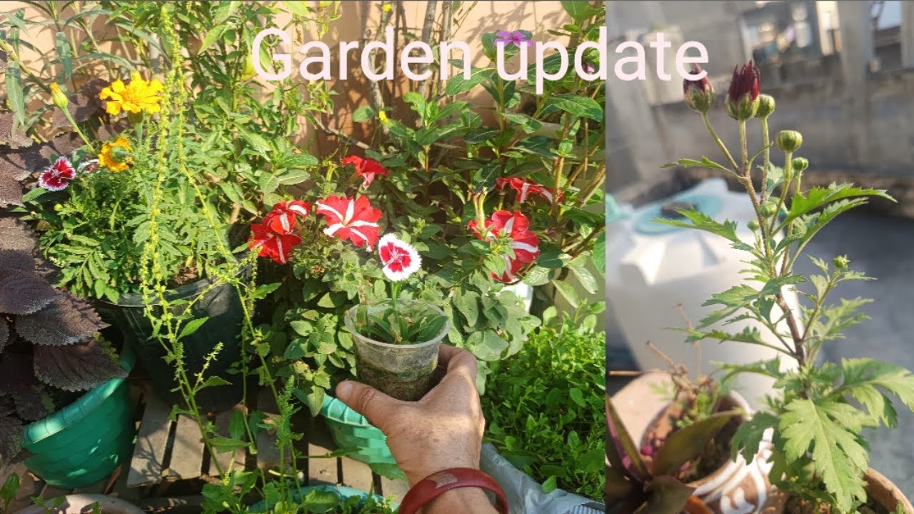 February garden update ke sath aaj plants ko lassi pilaya #वायरलवीडियो 