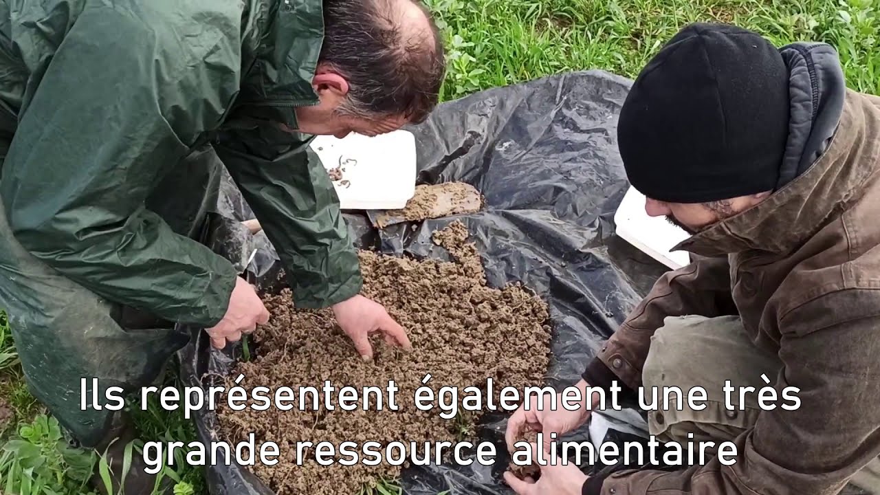 Présentation test bêche vers de terre