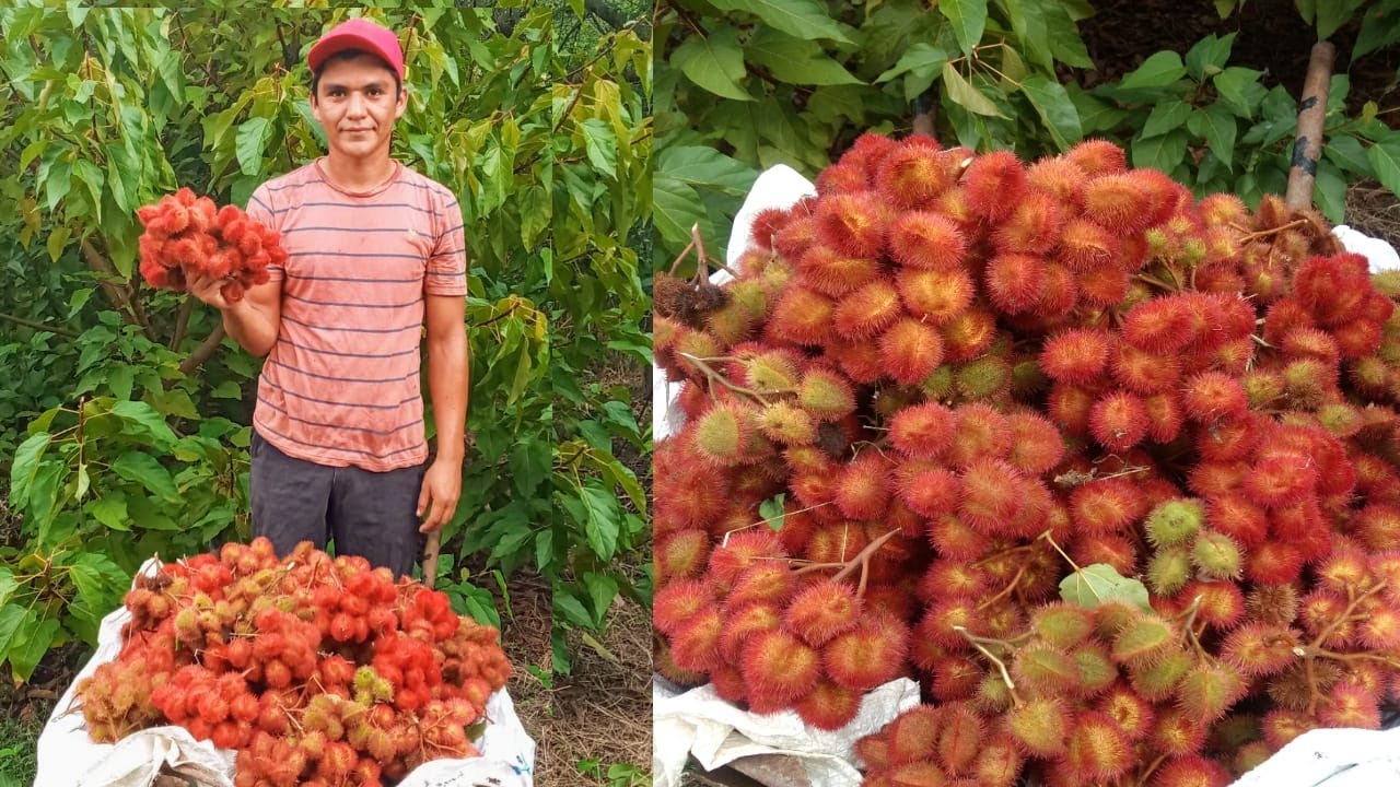 conoce  como se prepara la pasta tradicional del Achiote o Onoto.