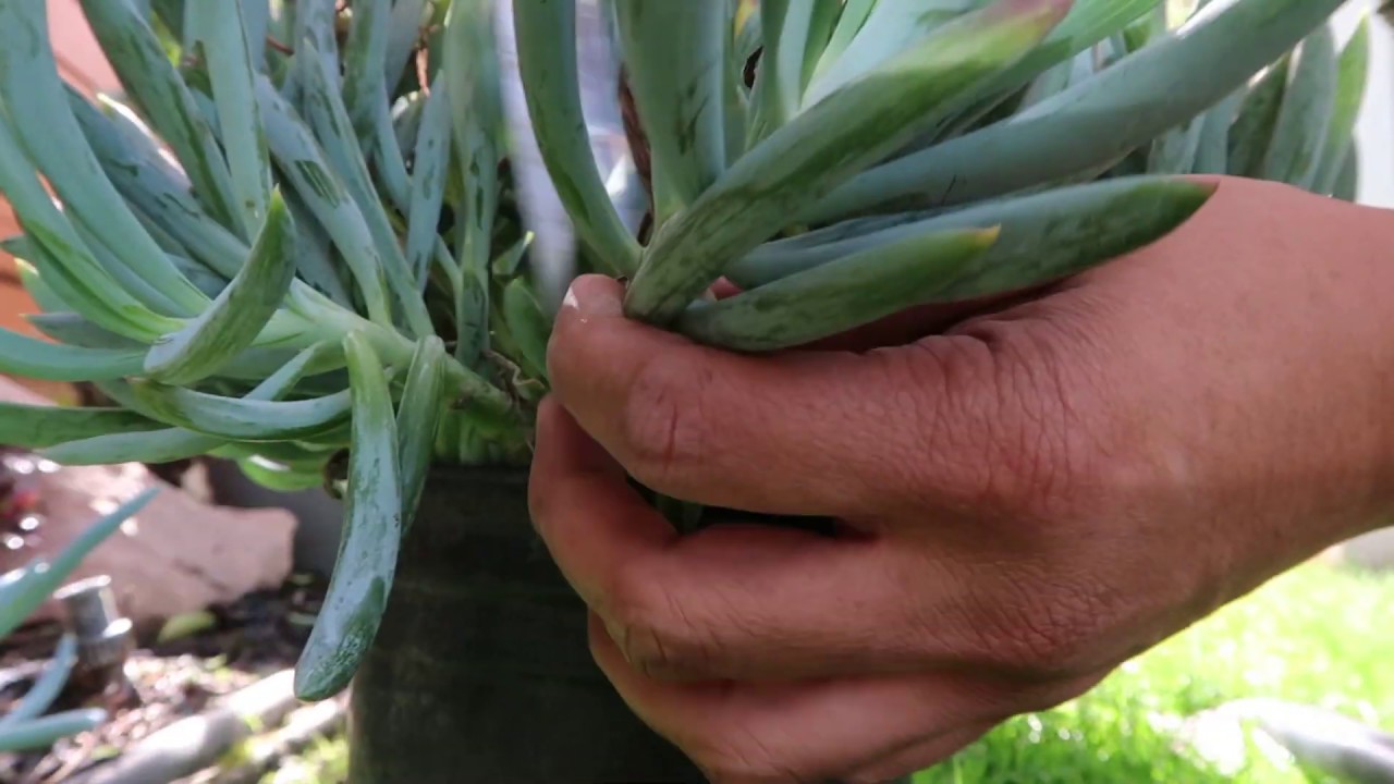 How to Propagating Senecio Mandraliscae (Blue Chalk Sticks)