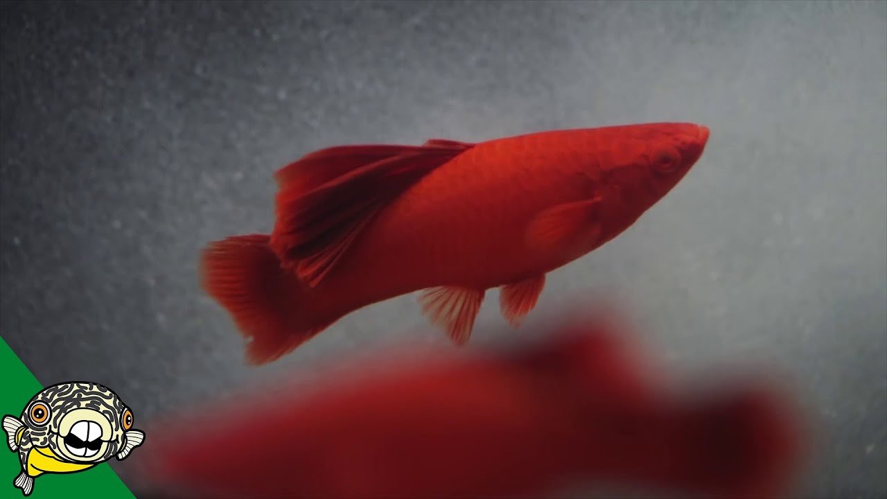 A True Fish Keeper's Dream! - Quality Aquatics Pet Shop