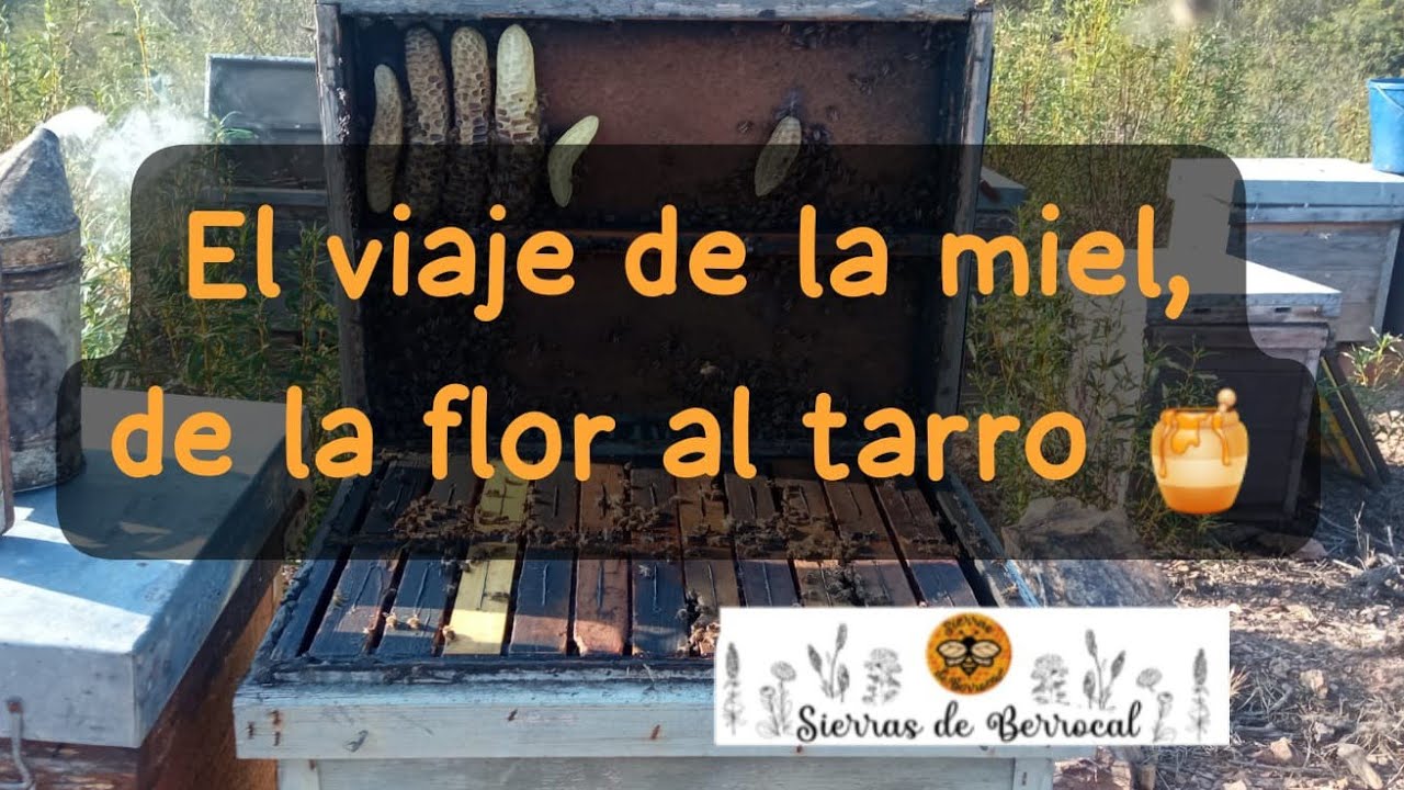 El viaje de la miel, del panal al tarro