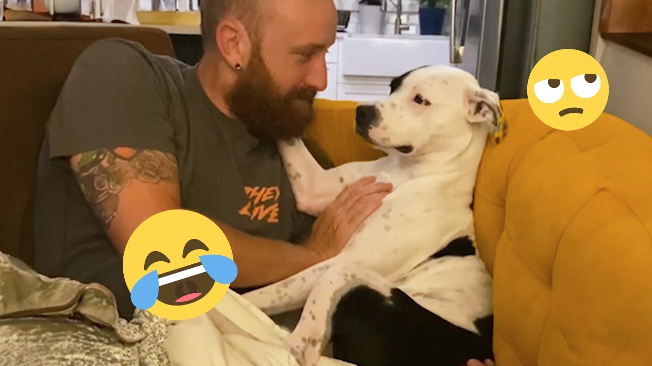 Над этими собаками невозможно перестать смеяться 🤣 Самые смешные собаки на видео 2026 года #28