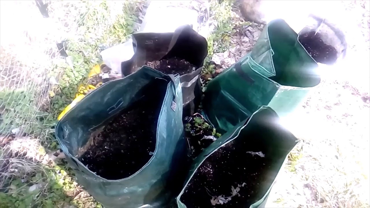 Robin's Tiny Homestead Do you know how to plant indeterminate potatoes?