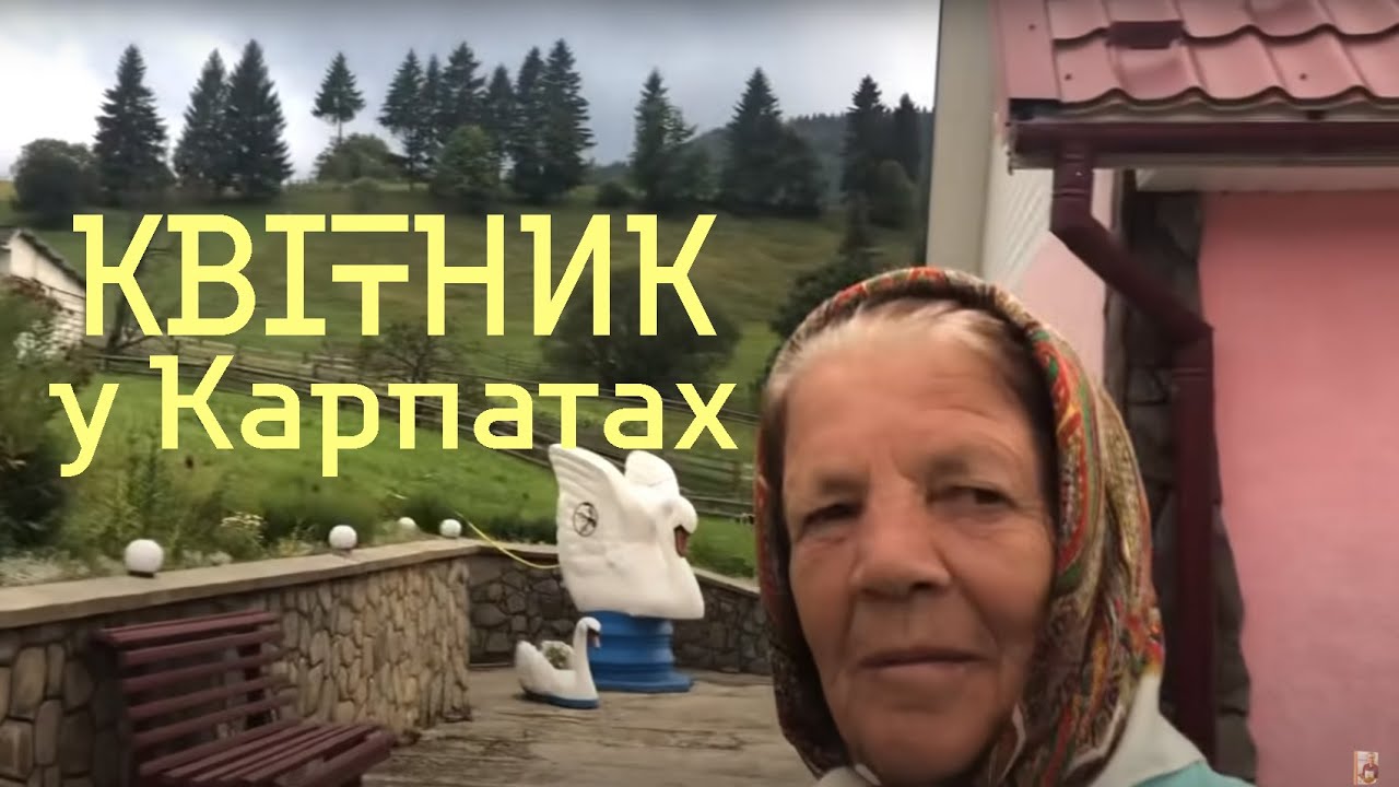 Квітник У Карпатах Бабуся й Онука Доять Корову І Співають Коломийку Село Самакова Буковина