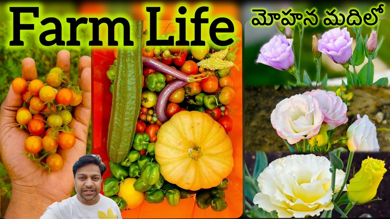 Rare & Exotic Flowers | Super Harvesting Week | చిట్టీ టమాటాలు @MohanaMadhilo 