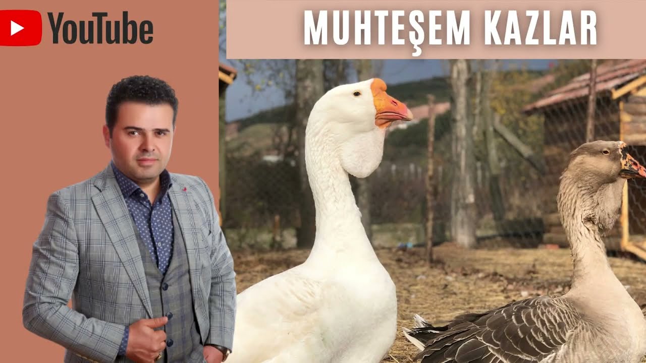 DEV KAZLAR , TOULOUSEGOOSE , KAZ VİDEOLARI , KAZ SESİ