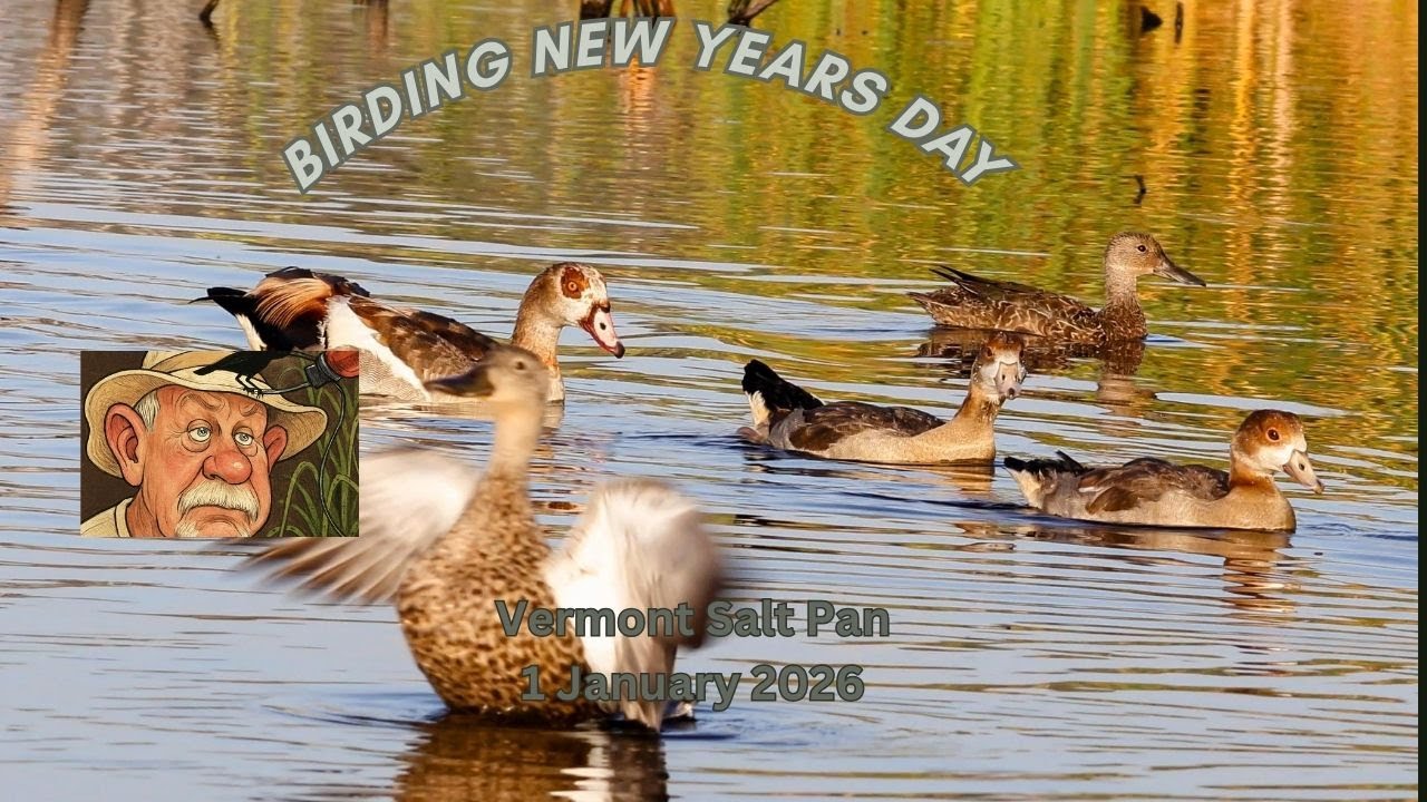 Наблюдение за птицами в новогодний день. Солончак Вермонта.