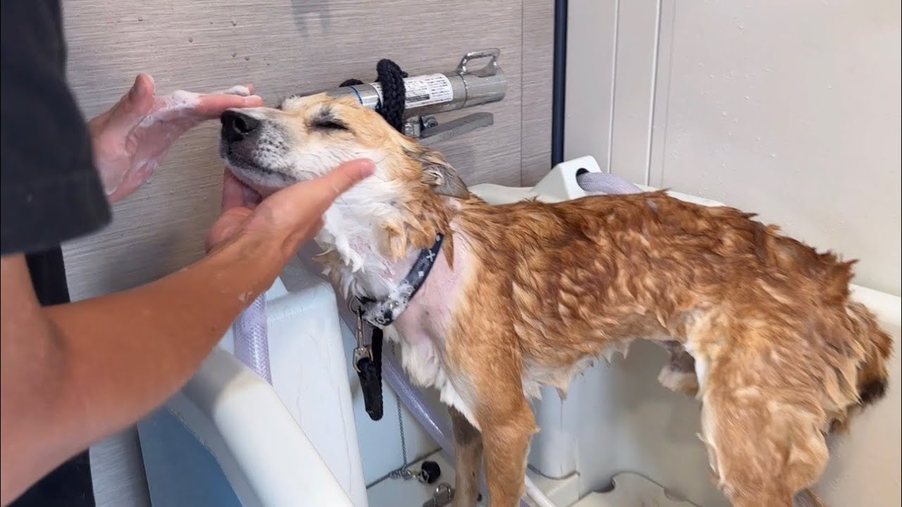 外で過ごした長年の汚れを洗い流したらすごく綺麗に変身した犬