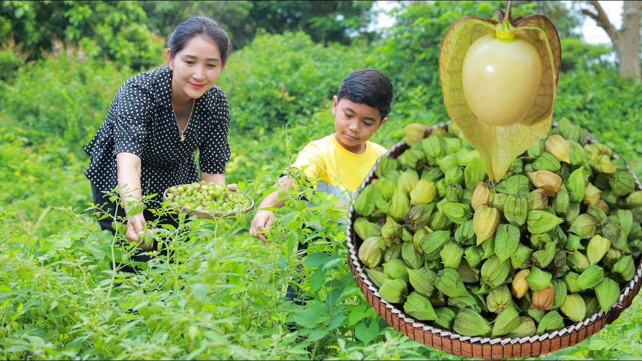 Have you ever try Cape Gooseberry Fruit cook in your homeland | How to cook cape gooseberry and eat