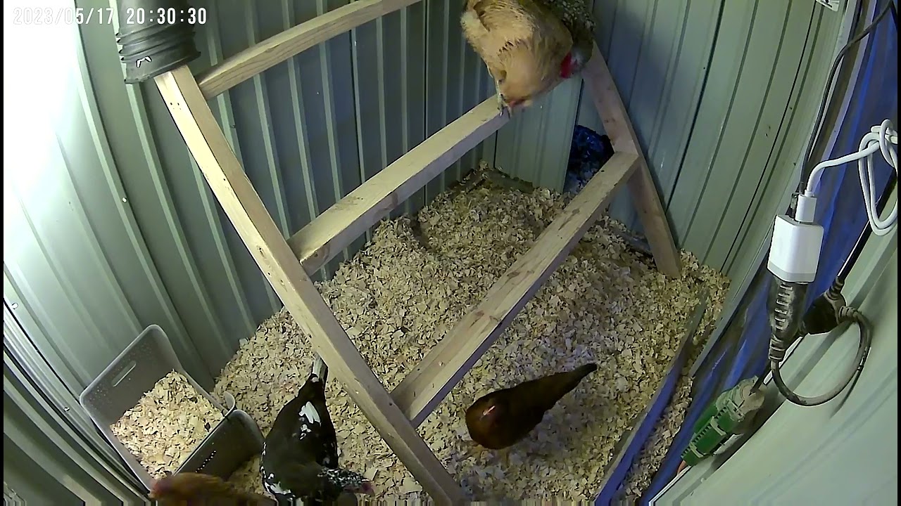 Chicklettes’ Fourth Night in the Coop, 5.17.23