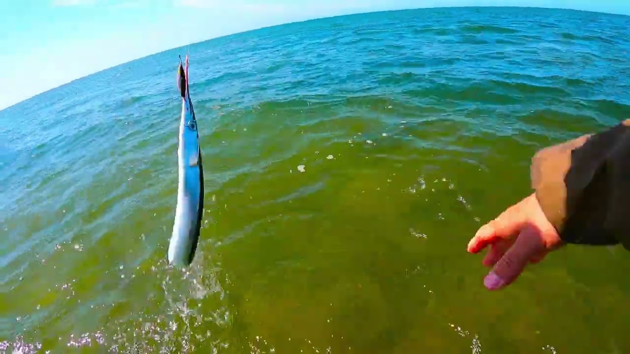 Belony na spinning przy silnym wietrze! (część 1)  | @PawlusFishing 484.