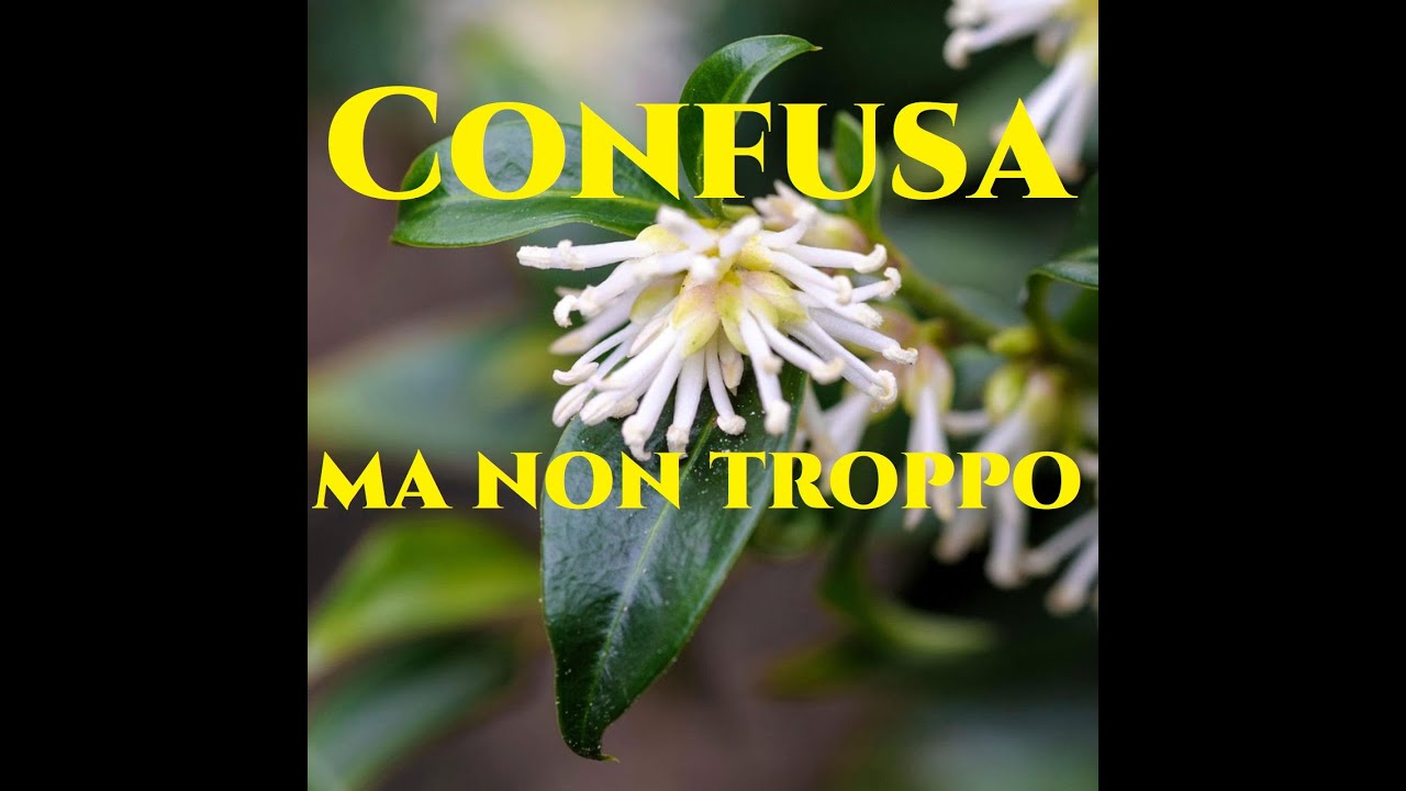 Sarcococca confusa la pianta che profuma l'Inverno Giardinaggio Gardeners World Christmas Box