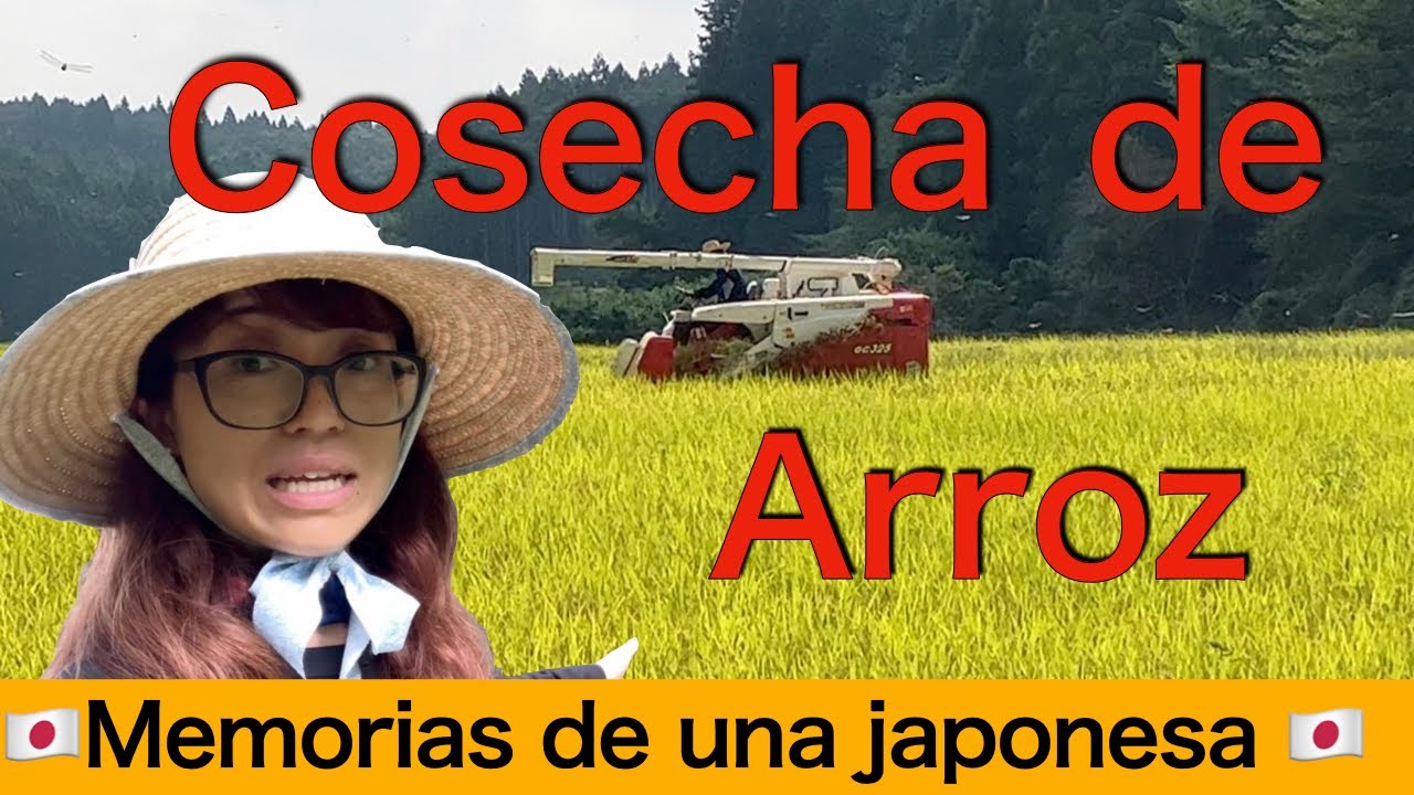Cosecha de arroz