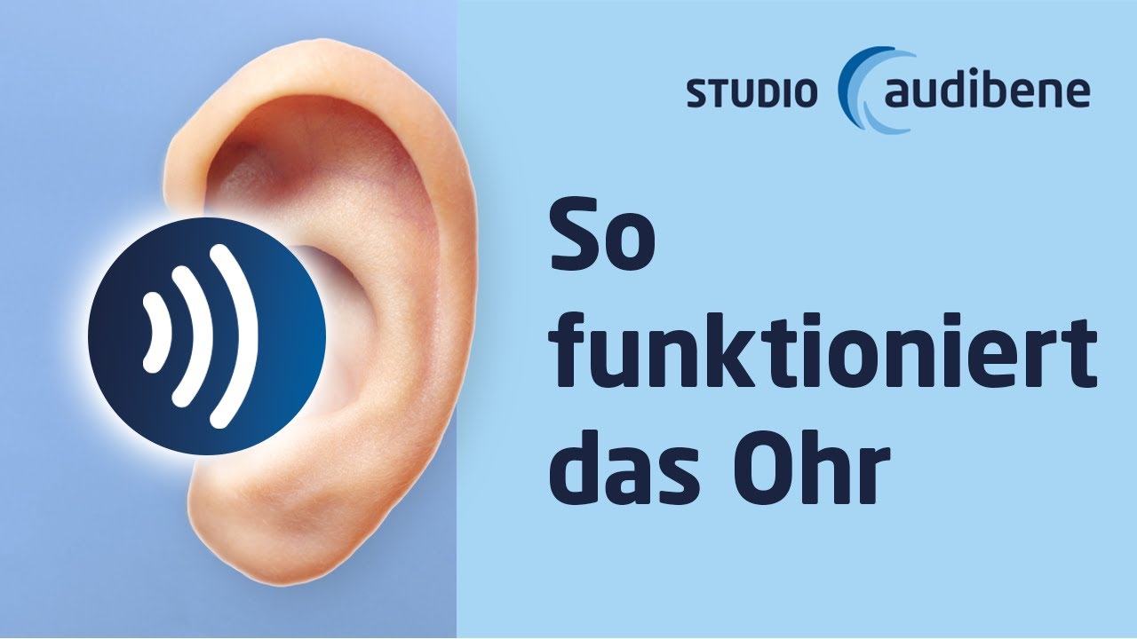 Das Ohr &ndash; Aufbau und Funktion 👂🏻