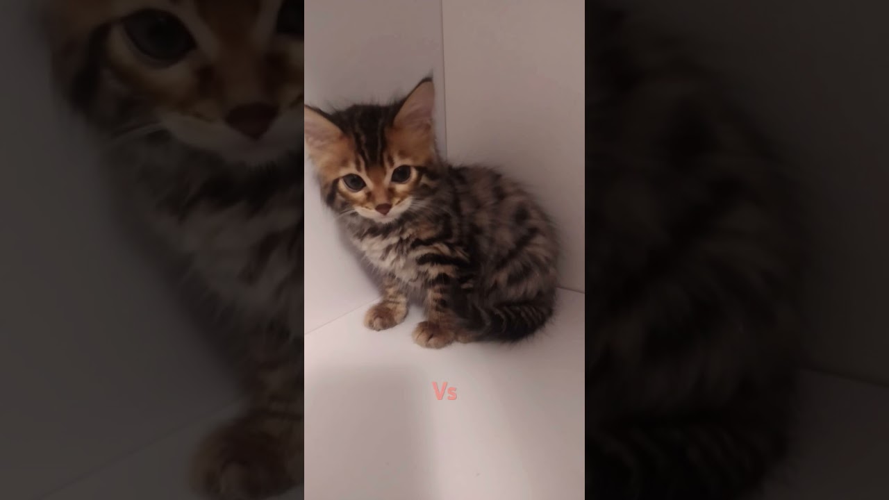 Lila kiedyś Vs teraz wybiję się?Plis tak długo to robiłam na 35 like zrobię Coco kiedyś Vs teraz👍😁😆😋