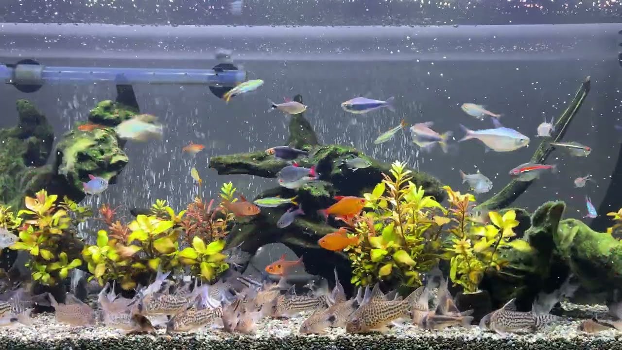 Relaxing Aquarium 1624 / 熱帯魚50種混泳水槽 アクアリウム ディナータイム 4K