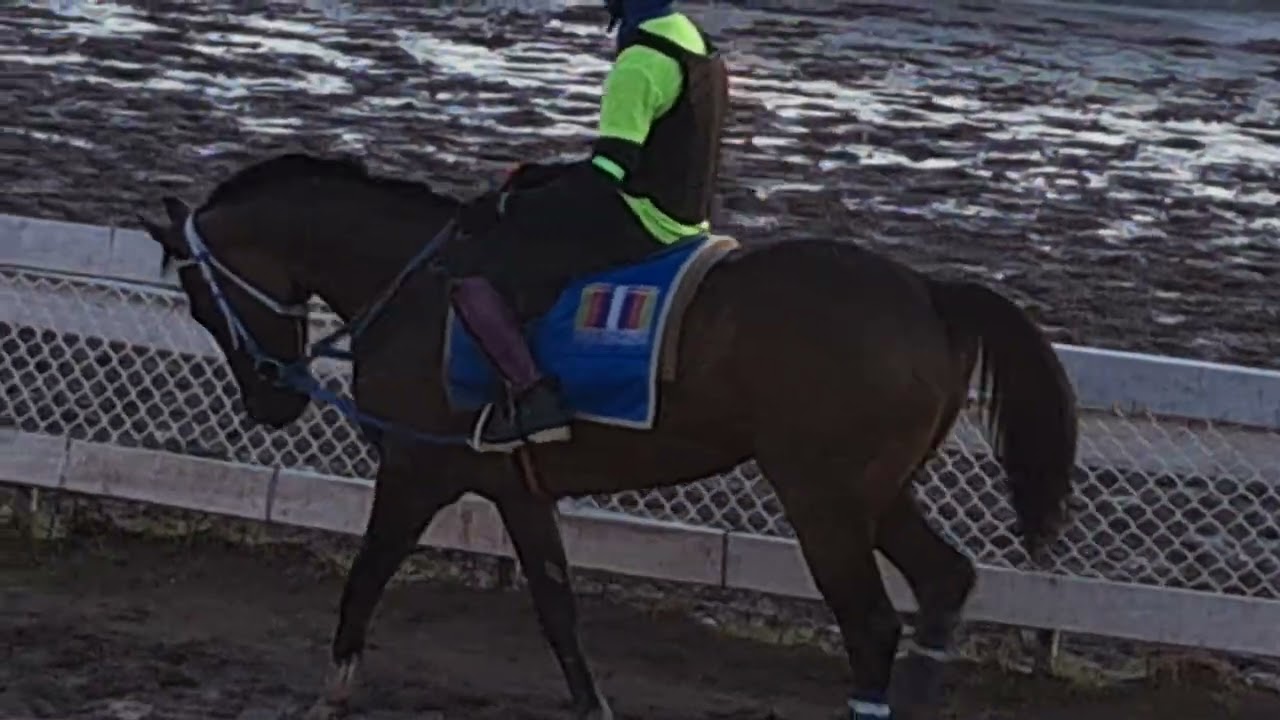 Must watch Caymanas Park Exercise Runners on the card galore DOUBLE and TRIPLE right here 23/01/26