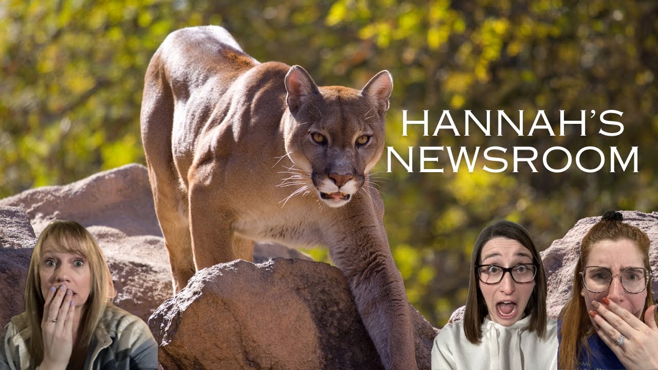 COUGAR ATTACK | HANNAH’S NEWSROOM IYPODCAST