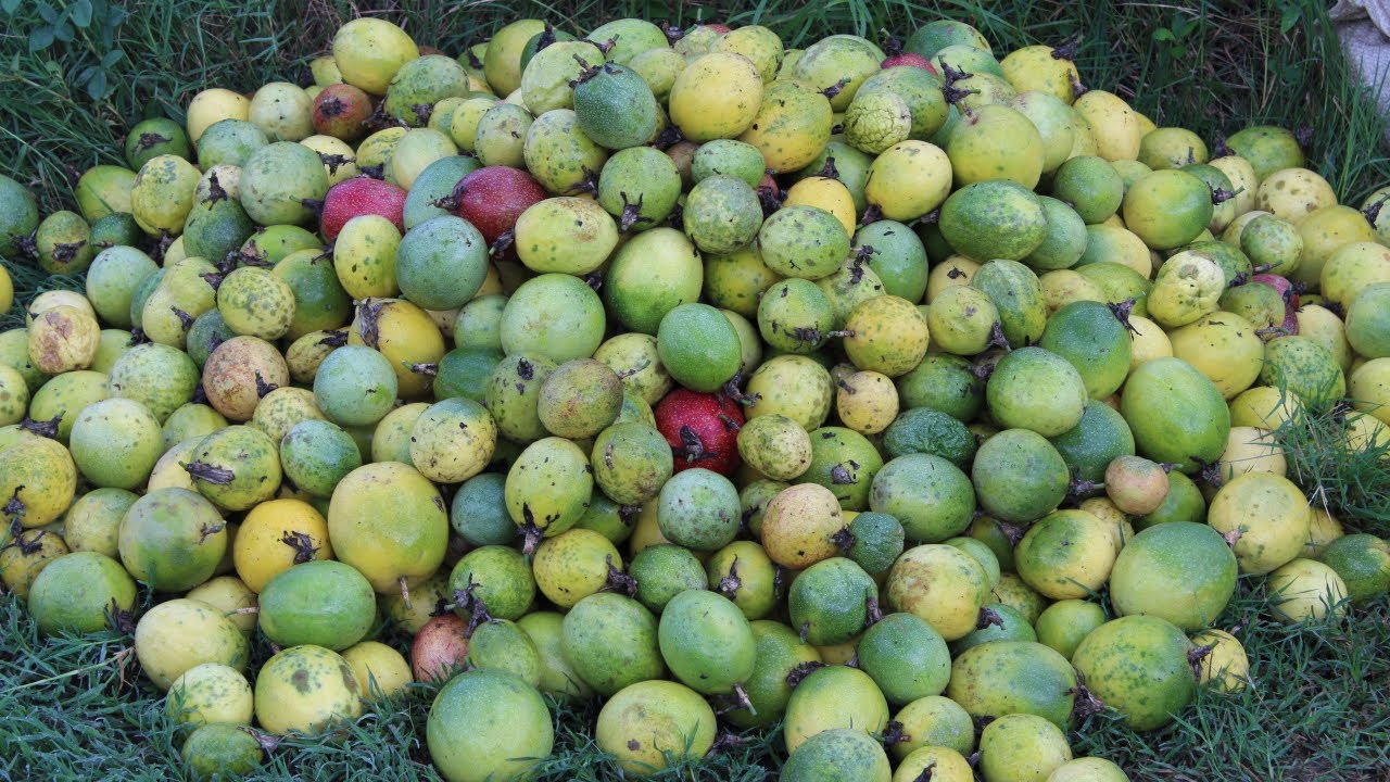 Producci&oacute;n de Parchita en Venezuela
