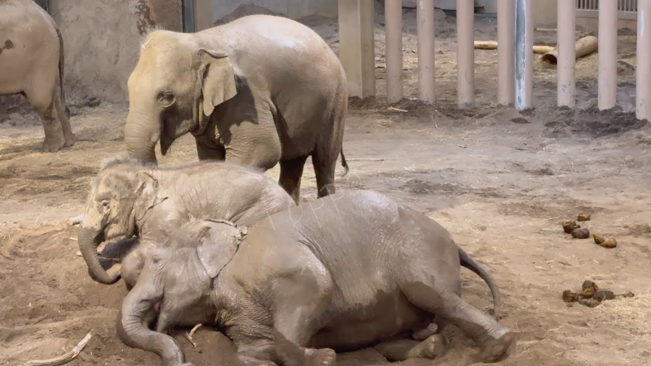 2025年12月6日 #円山動物園 テンション高めな #タオ ＆ #シュティン＆ #ニャイン とすごく落ち着いた パールさん　今日も象舎はワチャわちゃ #MaruyamaZoo #elephant