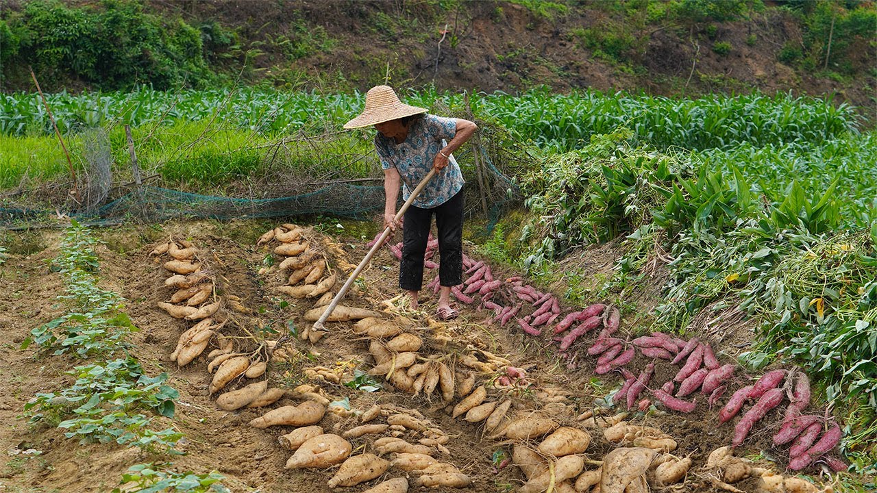 工地兒子回家，阿婆冒雨挖回地瓜油炸，鍋裡香的等不及Grandma makes traditional sweet potato delicacy to share with her son玉林阿婆
