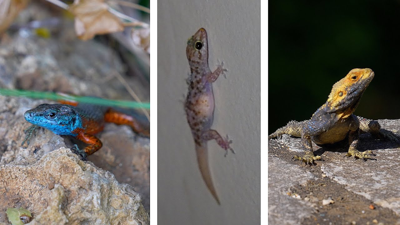 Corfu Lizards and a Very Big Toad - (not) Herping Greece - Greek Wildlife