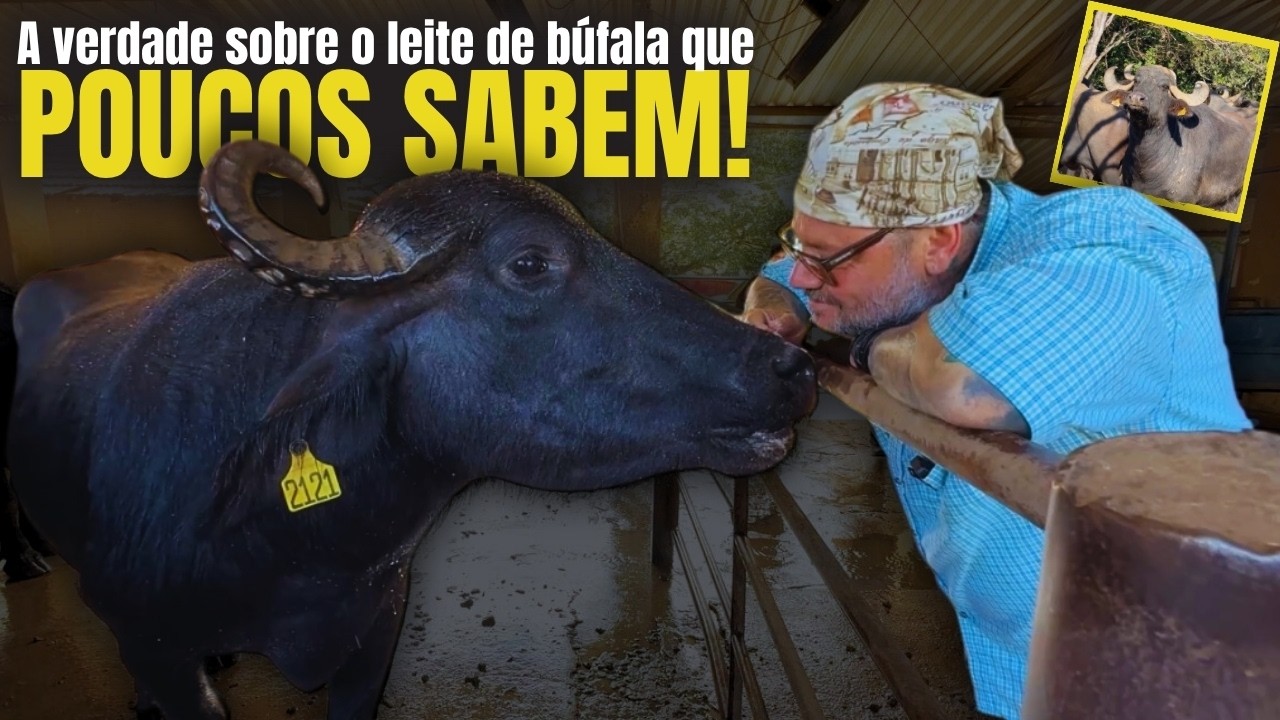 BUFALO QUE VALE OURO! O SEGREDO POR TRÁS DO MELHOR QUEIJO DO BRASIL! 🧀🏆