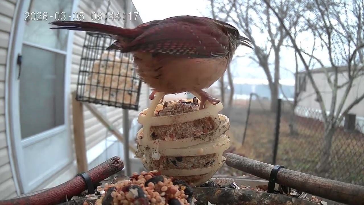 Bird of the day March 5th 2026