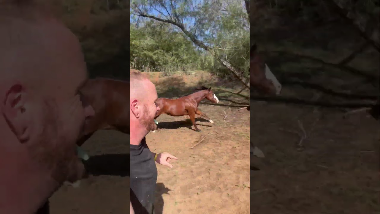 My husband playing with my horses 😂 