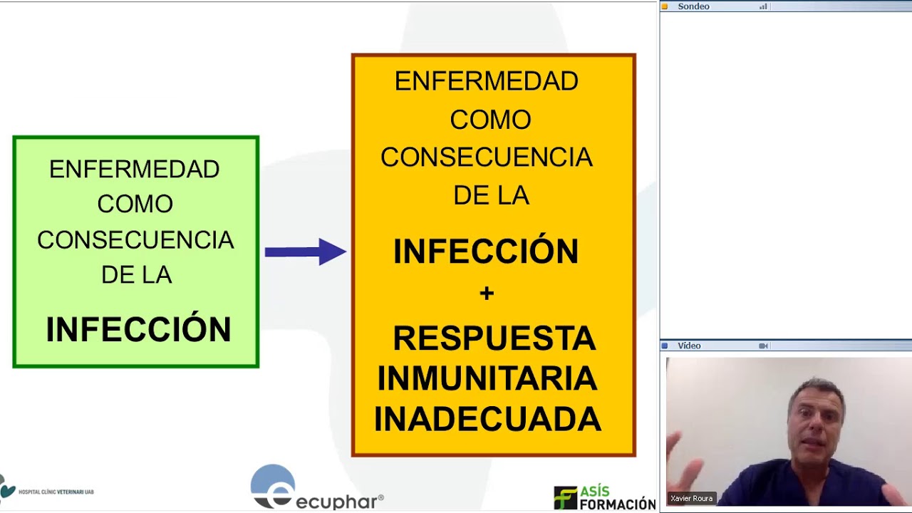 Ecuphar Veterinaria - Inmunoterapia, la clave en el manejo de la leishmaniosis canina