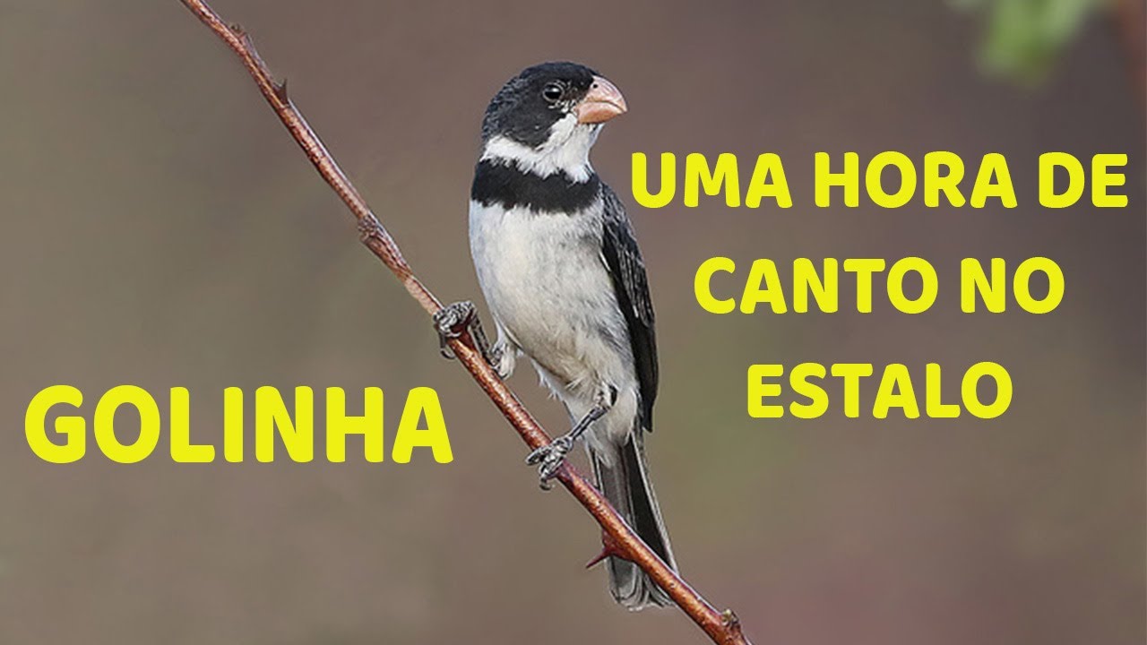 Golinha - Uma hora de canto estalo pra esquentar