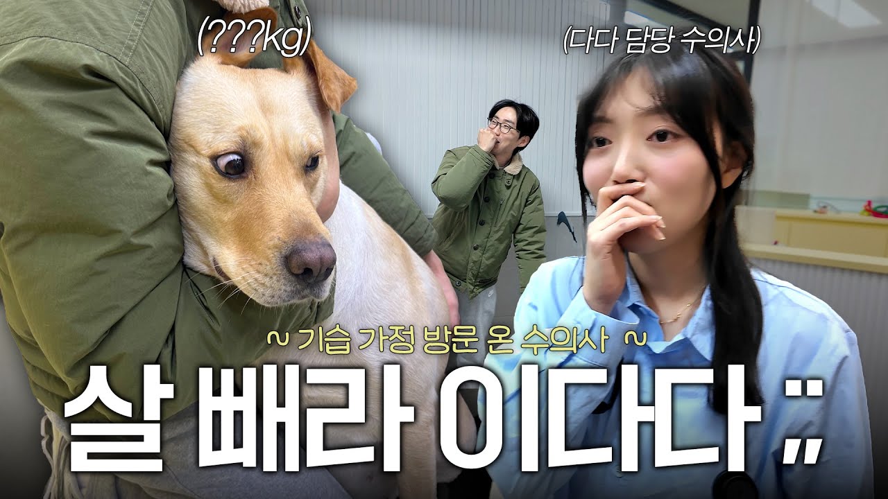 돼지가 된 이다다… 주치의 선생님이 찾아왔다.