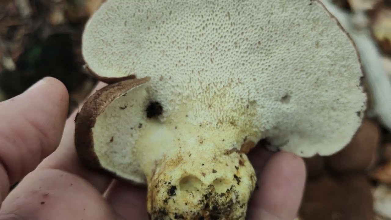Il fungo piede di capra, Albatrellus pes-caprae