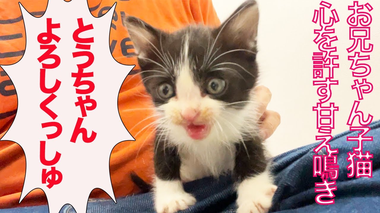 お利口お兄ちゃん子猫、人間に心を許す The older kitten's affectionate meow