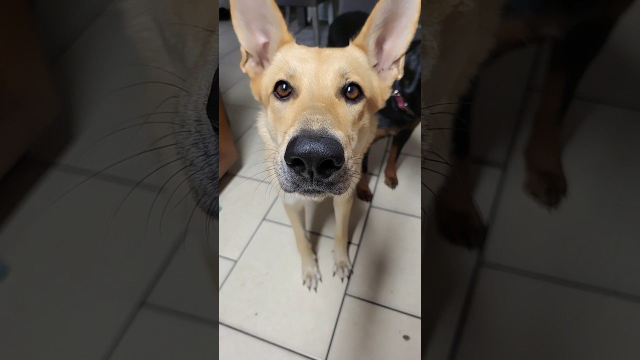 I'm a looking! #dog #puppy #pets #floridaliving #harleydog #germanshepherd#GSD #treattime