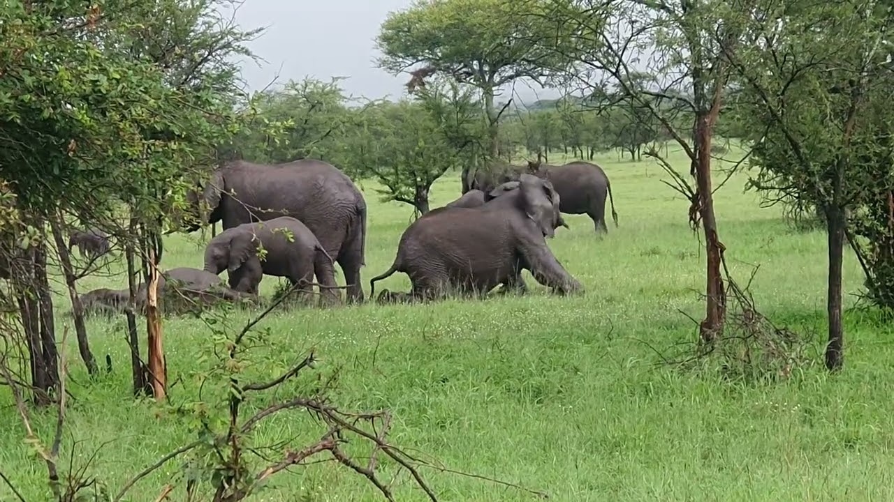 Elephant in Serengeti National Park taking bath.