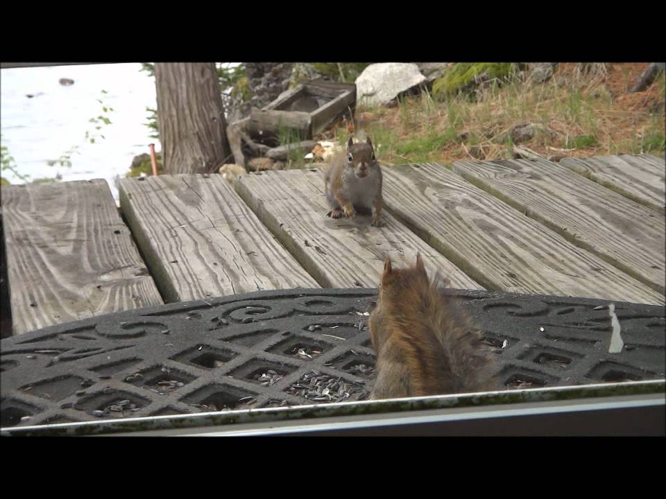 Squirrel Fight May 11 2012