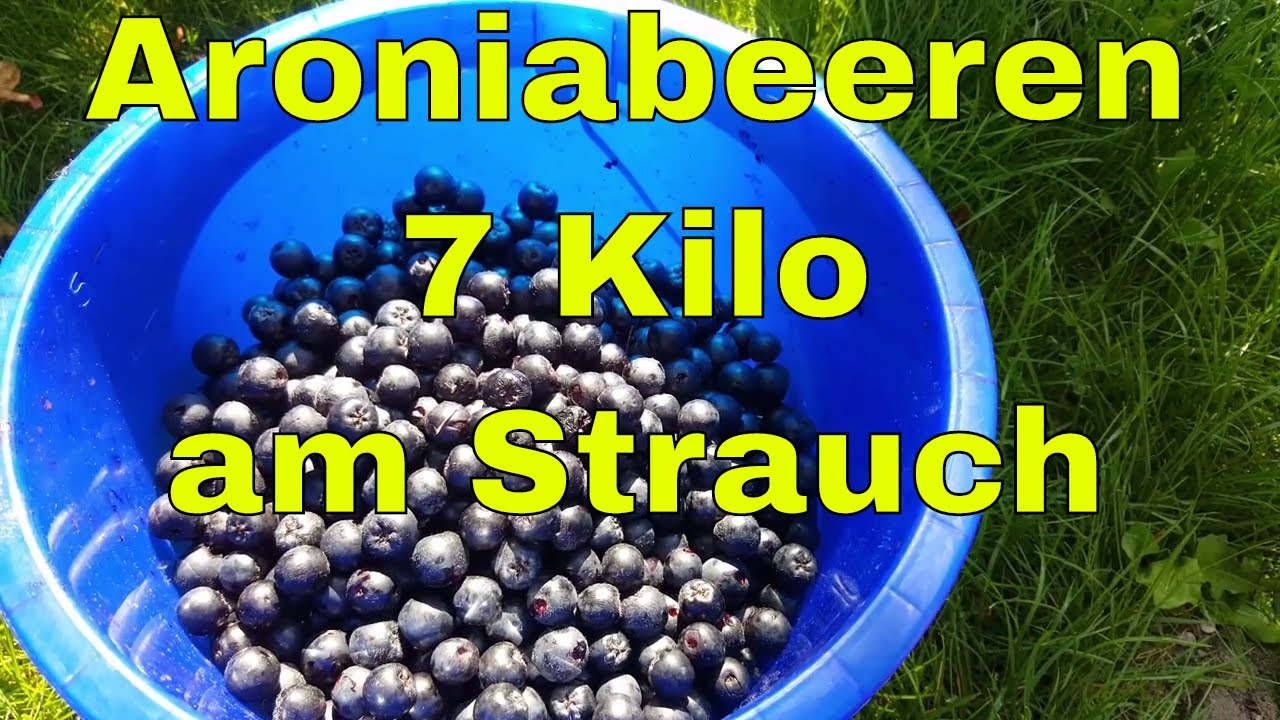 Aronia Ertrag pro Pflanze - 7 Kg Aroniabeeren von nur einer Pflanze geerntet